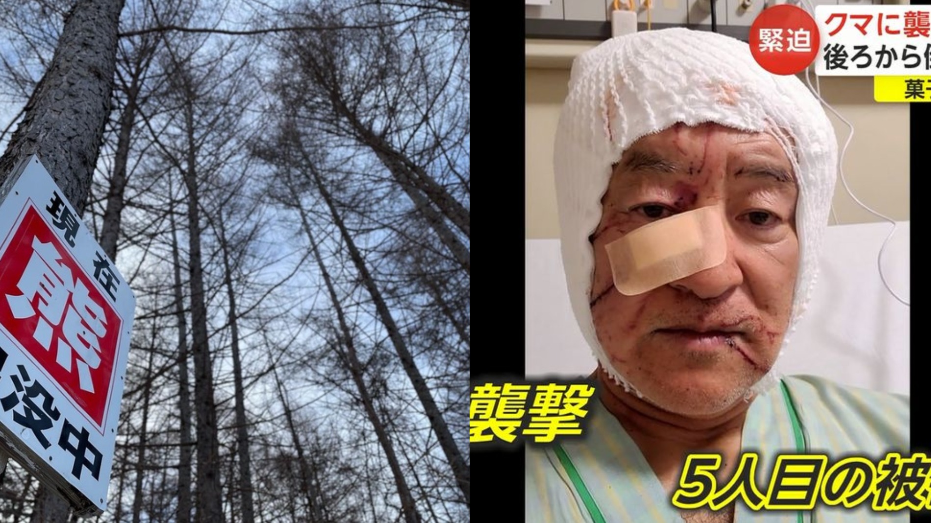 採訪後立刻遭熊襲？日本熊頻繁出沒去賞楓請務必小心！