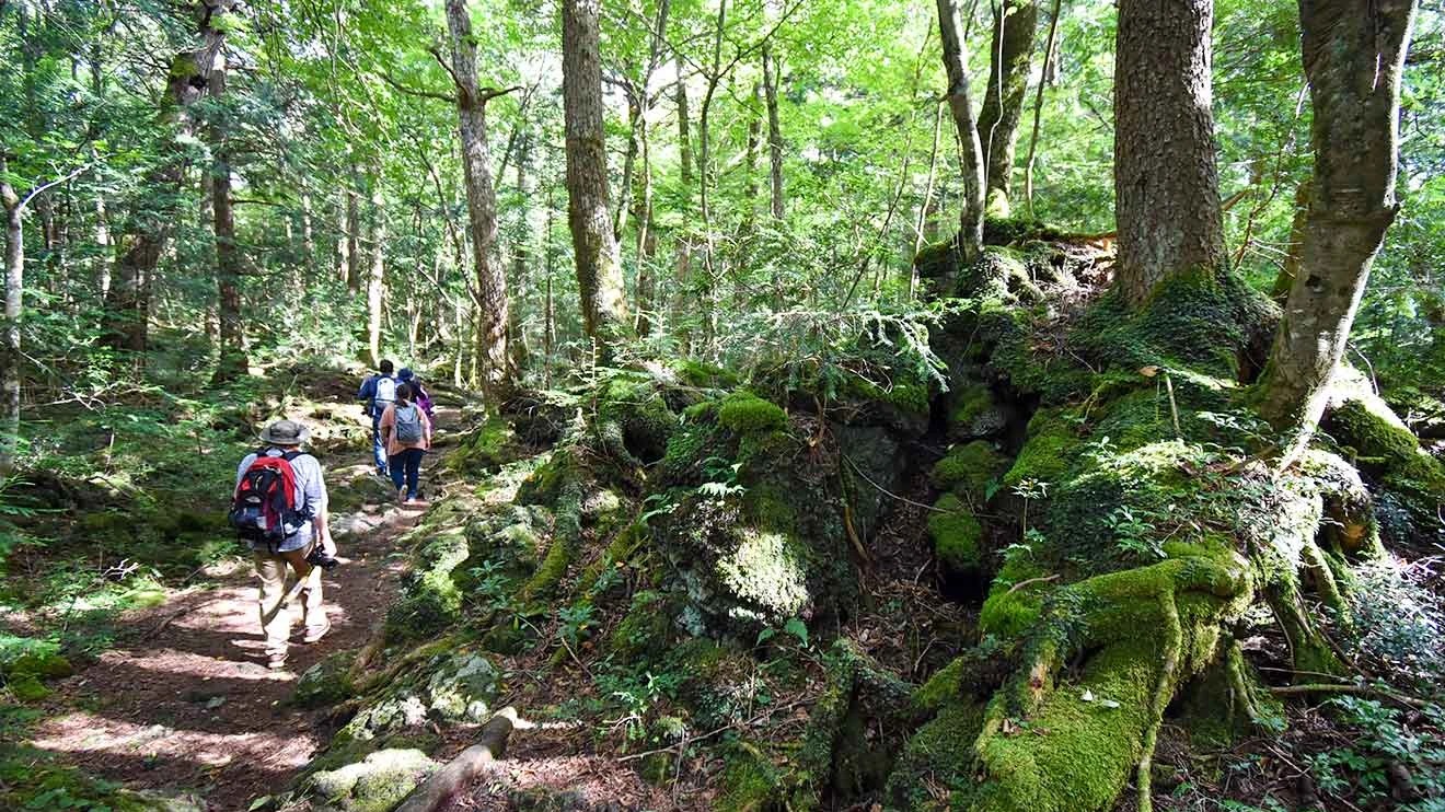 翠綠森林成為自殺的聖地是小說害的？日本陰森的「青木原樹海」大揭秘