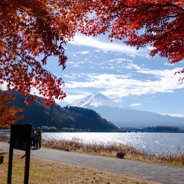 富士山秋季絕景3選!河口湖賞楓、山中湖散策夢幻一日遊