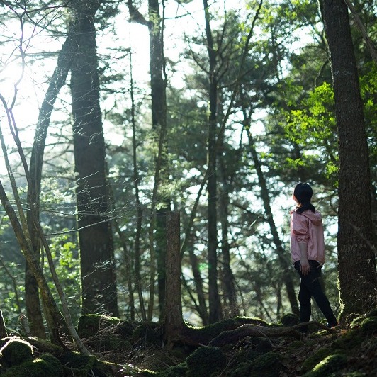 來虹夕諾雅 富士以全身感受樹海，深度療癒身心的 「樹海森呼吸」