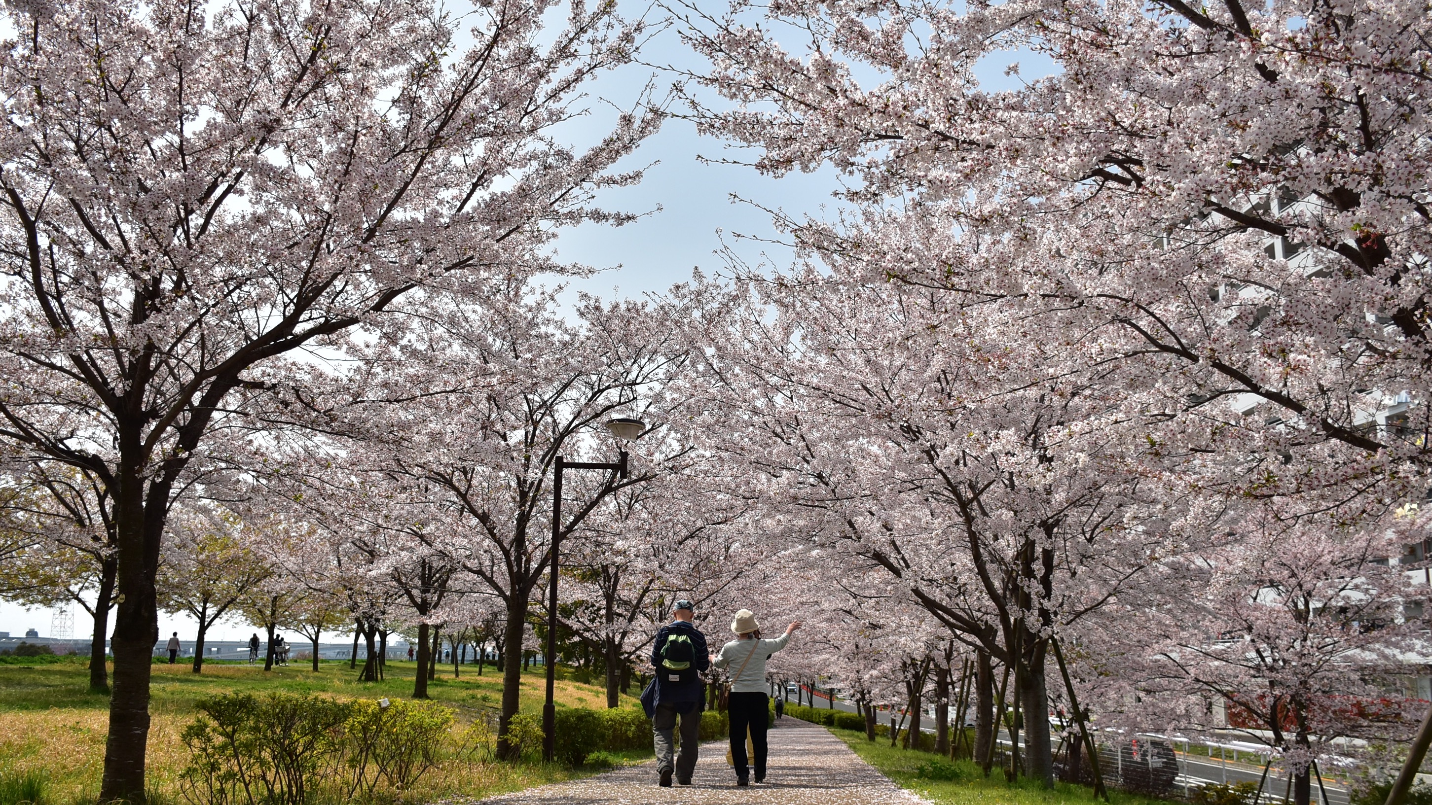 赴日賞櫻早春召集令 2026櫻花季提前  尋幽訪勝東京三處追櫻私房景點