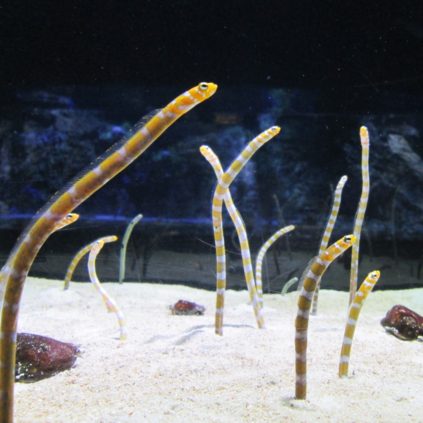 想看超療癒花園鰻本人嗎？精選日本關東地區5間水族館，近距離觀賞海洋界的可愛教主！