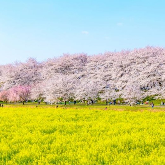 迎接賞櫻潮！KKday揭日韓櫻花季錯峰、夜櫻新玩法  全球花季商品88折