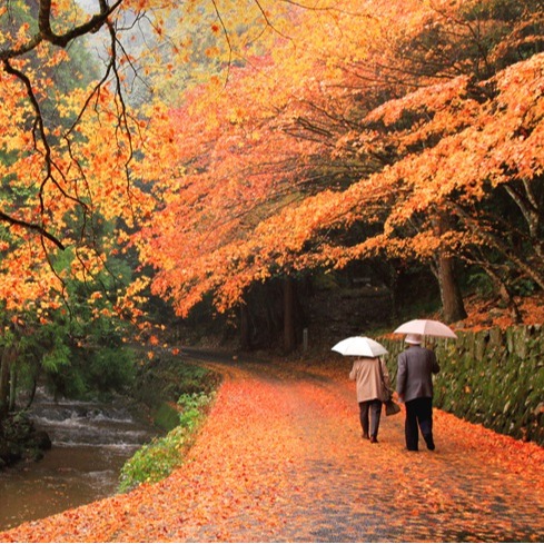 在地人才知道的廣島秋季必訪景點9選!火紅楓葉、心形紅葉、金黃銀杏美到令人窒息
