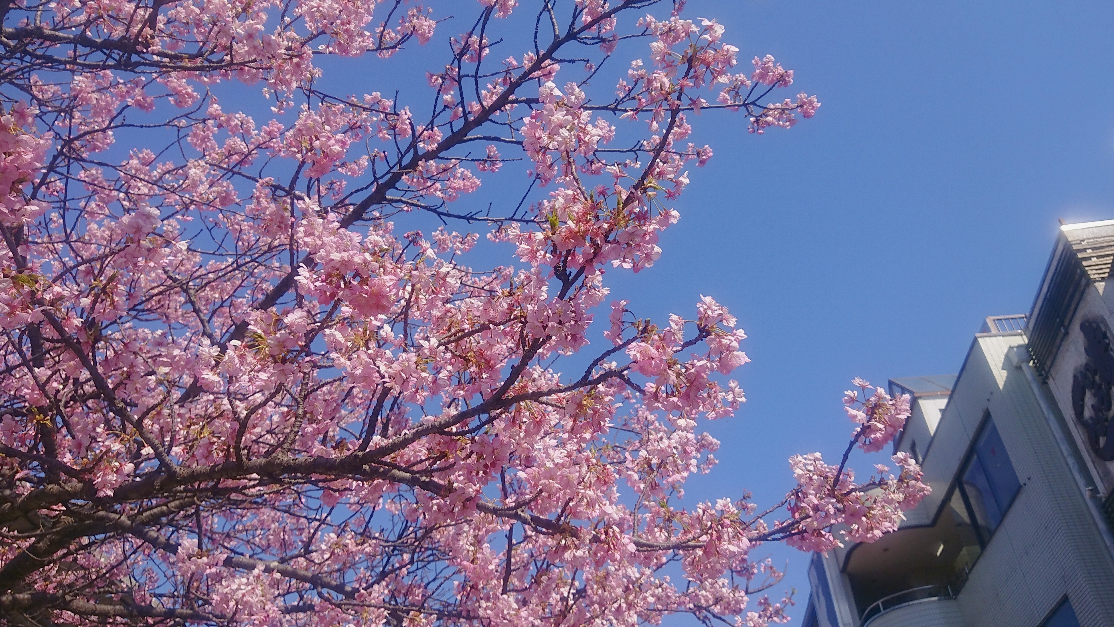 2024年神奈川縣民推薦櫻花私房景點！疫情過後的櫻花依然美麗燦放中