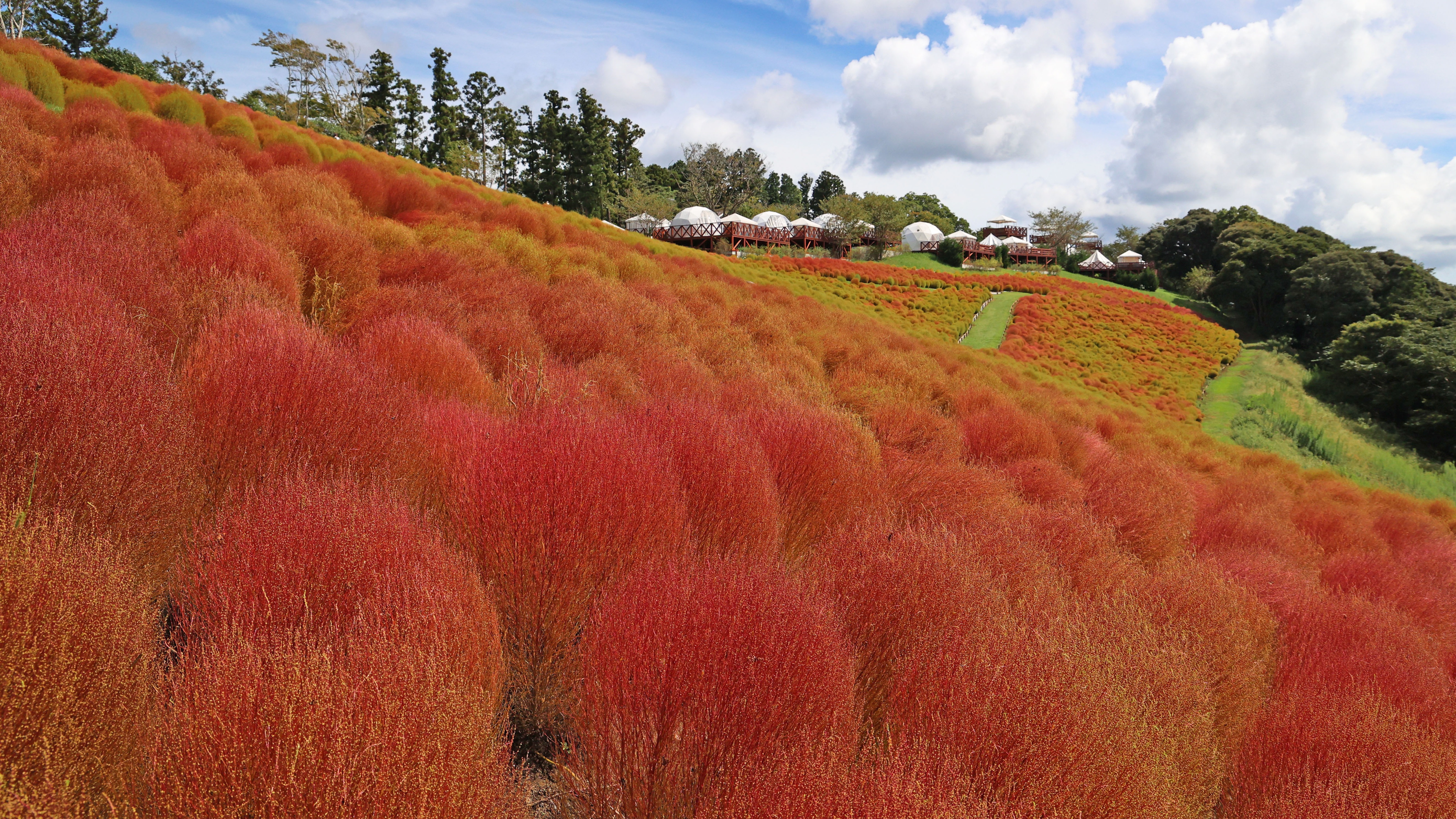 2023年日本賞紅葉必去！千葉Mother Farm 掃帚草夢幻景色早秋就能欣賞到
