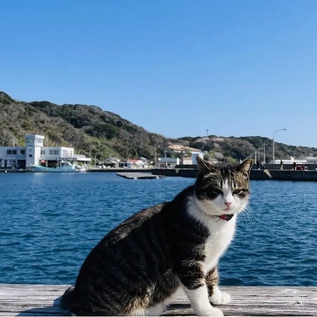享受被貓迷圍繞的幸福！福岡必去的貓島魅力盤點