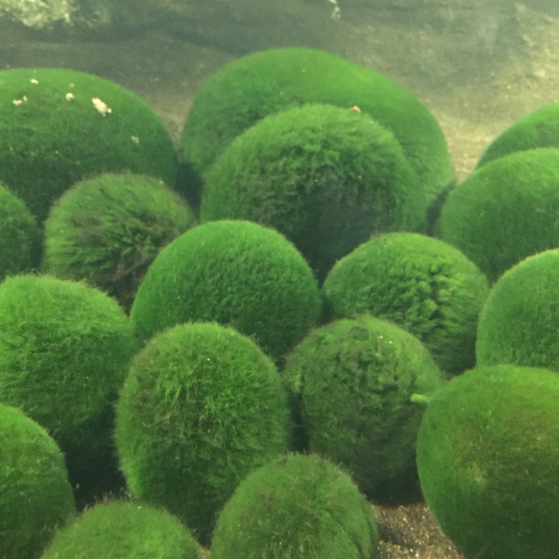 3月29日是綠球藻之日！一起來體驗阿寒湖之中「毬藻」的神奇療癒魅力