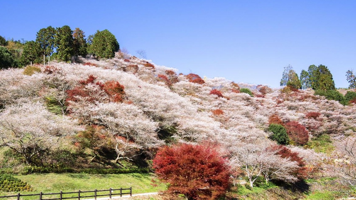 賞櫻賞楓必訪「愛知縣豐田市」，「香嵐溪」、「足助老街」等周邊景點等你來探索