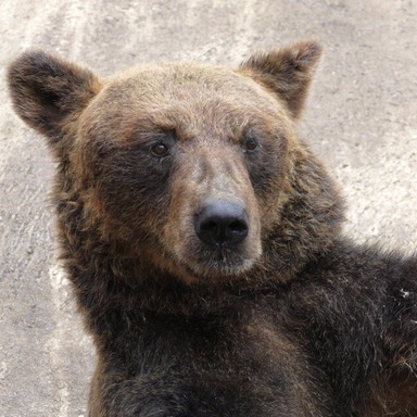 採訪後立刻遭熊襲?日本熊頻繁出沒去賞楓請務必小心!
