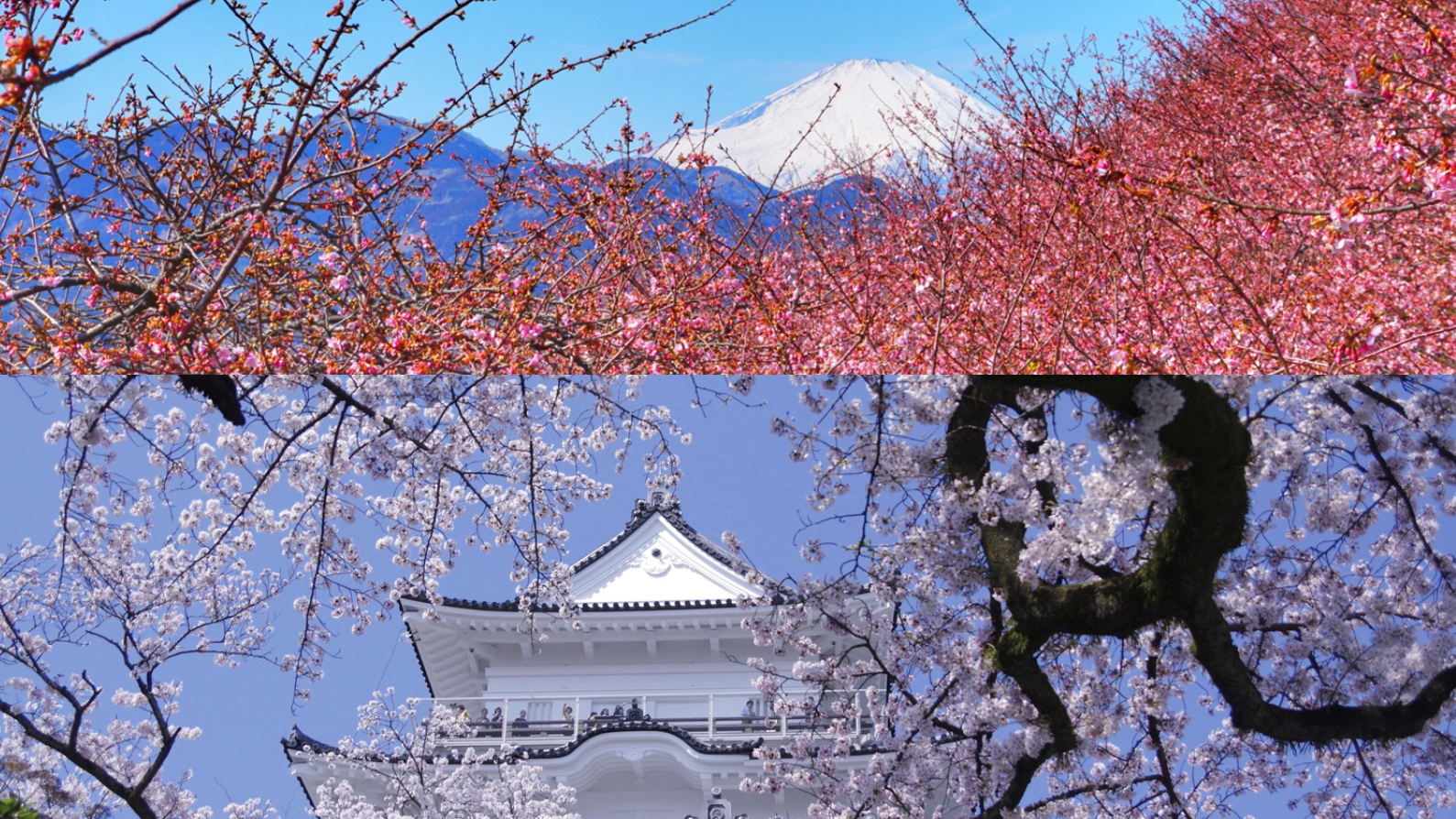 2025關東近郊賞櫻地點10選，能看見富士山、泡溫泉等不同風格的賞櫻景點