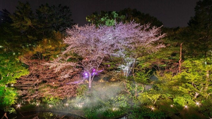 御殿山夢幻夜櫻「櫻霞」超級仙氣！還能體驗「茶煙」、彈三味線，預約名額有限，先搶先贏