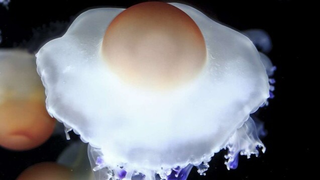 水槽裡有荷包蛋？日本山形加茂水族館「荷包蛋水母」再次引發推特話題