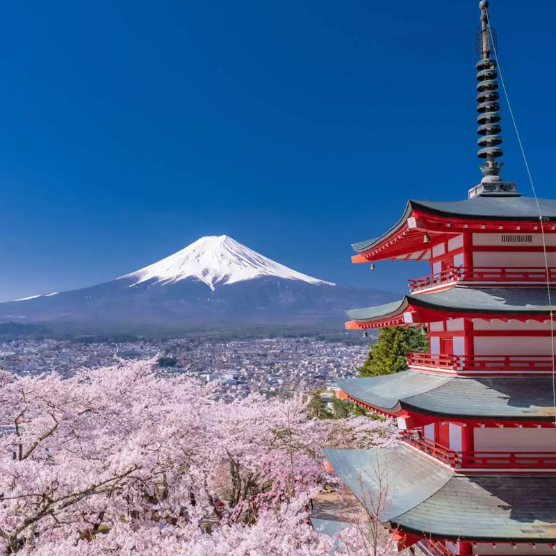 2025年日本賞櫻行程推薦!在台灣事先預約就能擁有特別又尊榮的的賞花體驗