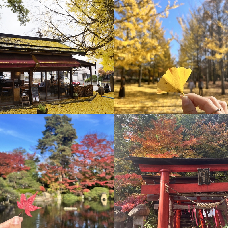 2025日本東北賞楓景點推薦下篇:絕美紅葉&夢幻銀杏一起追起來!