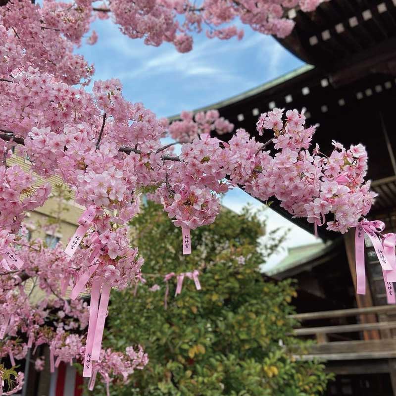 「河津櫻」綻放下的「櫻神宮」|粉色祈願緞帶環繞,春日限定的浪漫夢幻景致