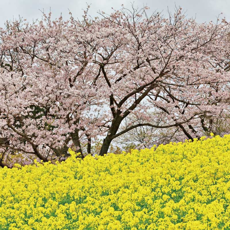 欣賞粉色天空下的金黄地毯!精選關東5處「櫻花x 油菜花」春日限定景點