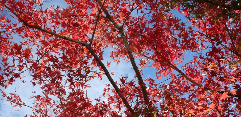 紅葉前線怎麼看？這些網站、APP存起來