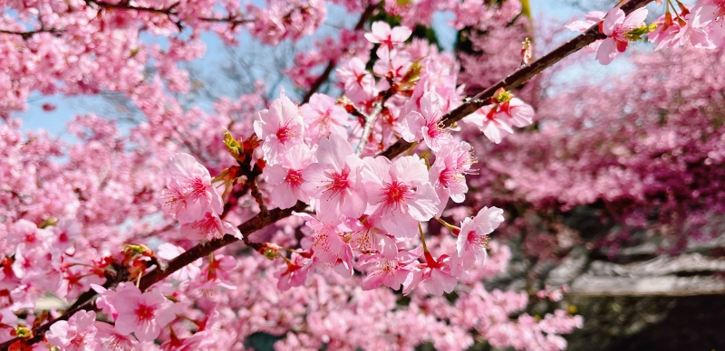 三月上旬就能賞櫻！「淀水路的河津櫻」關西地區最早開的櫻花名所