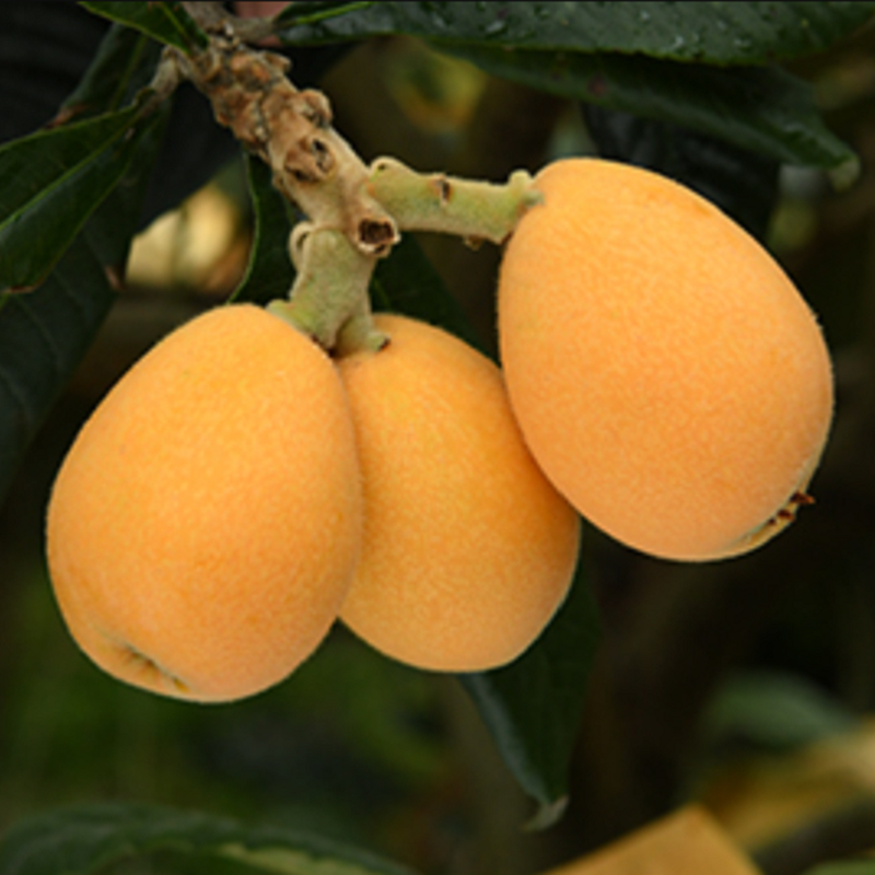 日本5月要吃什麼？絕對不能錯過清淡香甜的「初鰹」