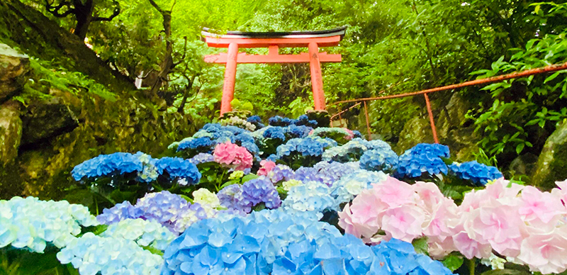 2025 日本紫陽花知名景點10選，六月梅雨季限定的浪漫花海