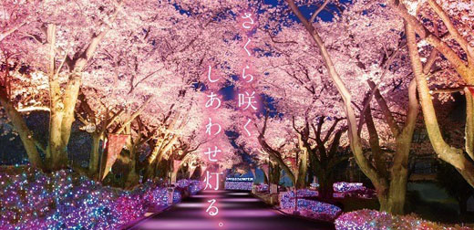 東京賞櫻秘境！東京都內規模最大級「讀賣樂園」夜櫻寶石燈飾秀必看