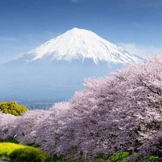 神秘盲盒巴士一日旅帶你看富士山美景!現摘水果還有BBQ,有吃有喝有逛有玩