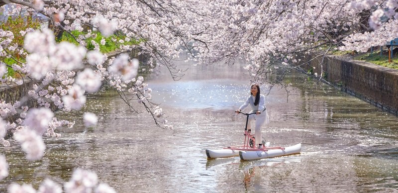 星野集團BEB5土浦春季限定活動！邊騎水上自行車邊賞櫻
