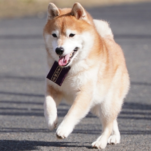 KKTV春季日劇熱血無腦大集合 《惡女-誰說工作不帥氣-》、《難破MG5》每週四讓你元氣滿滿