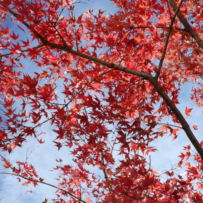 紅葉前線怎麼看？這些網站、APP存起來