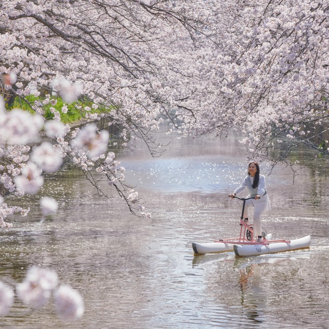 星野集團BEB5土浦春季限定活動！邊騎水上自行車邊賞櫻