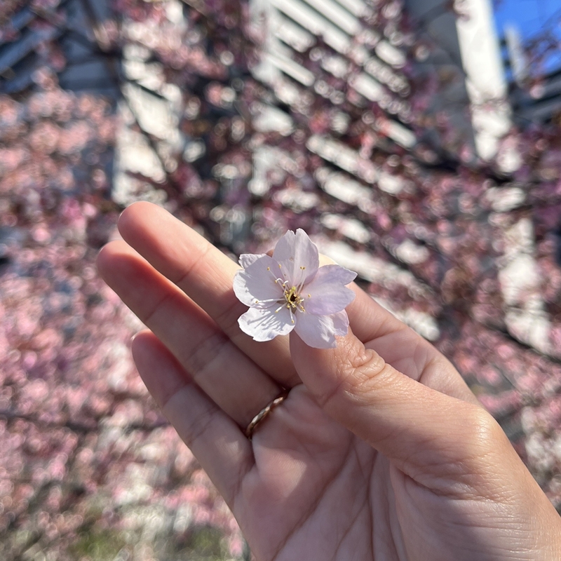 日本怎麼宣佈東京櫻花「開花」?看這一顆標本木就知道什麼時候滿開!