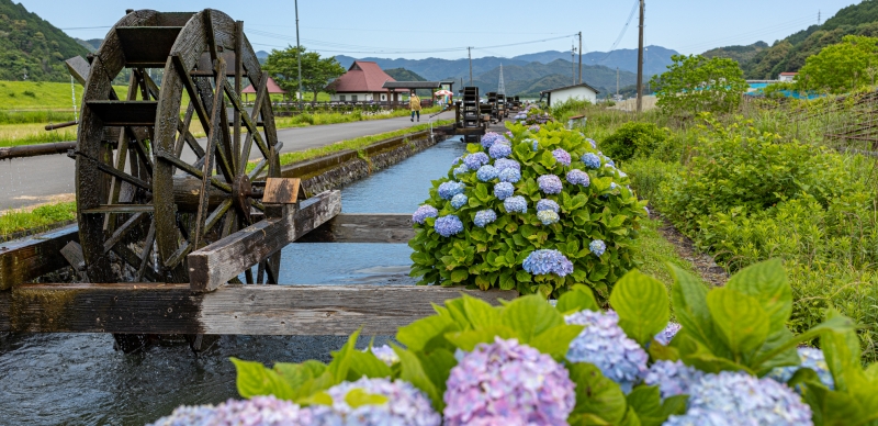 台灣虎航包機直飛日本四國高知縣 快跟著虎將來趟爛漫高知5大日劇電影舞台巡禮