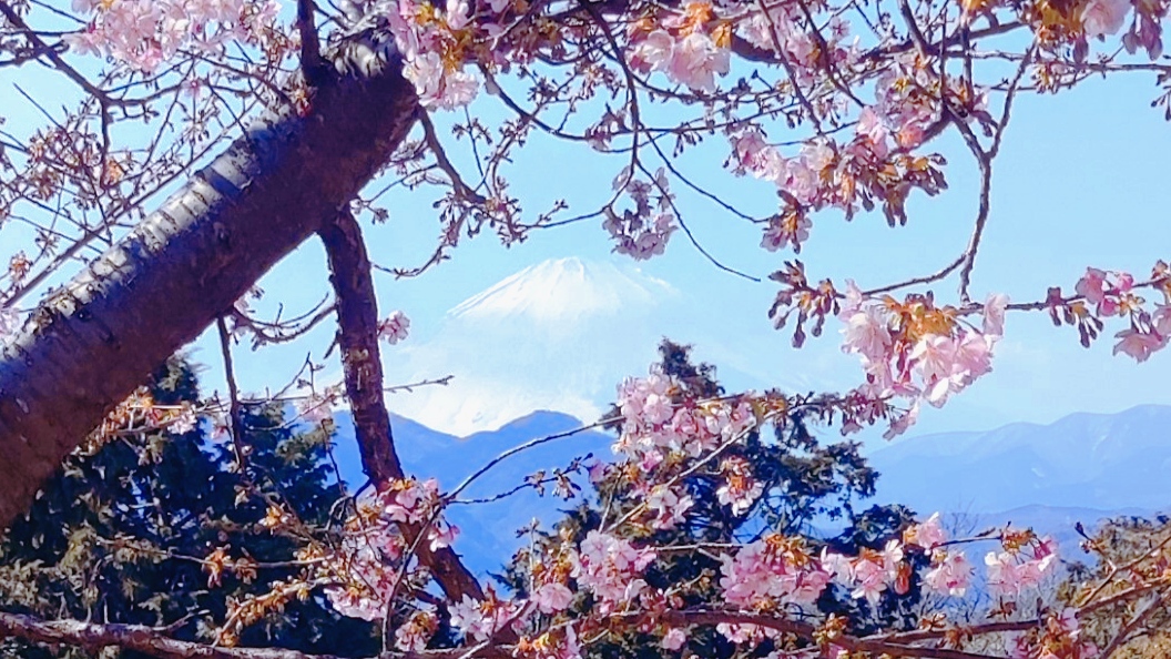 神奈川櫻花私房景點