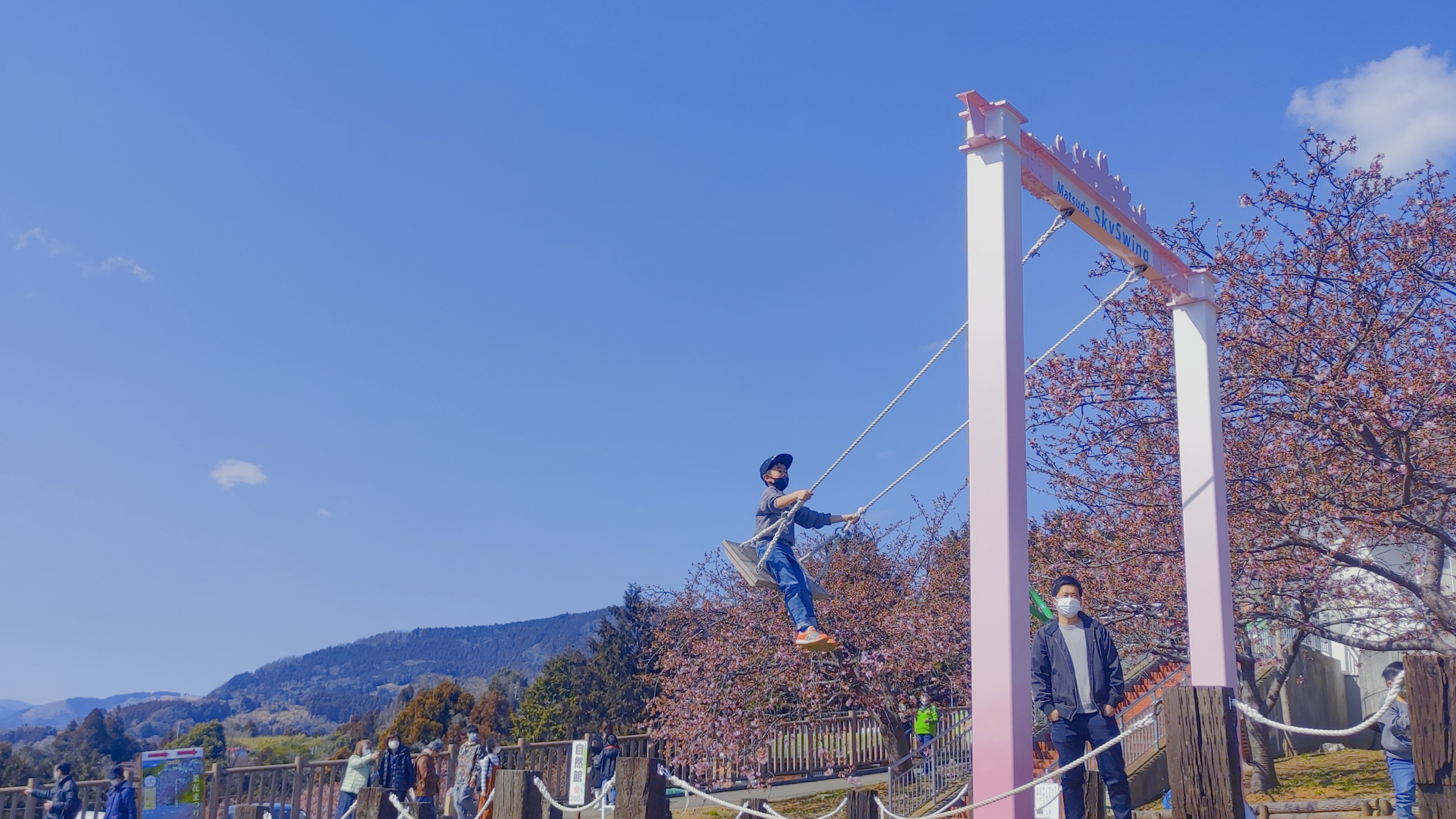 神奈川櫻花私房景點