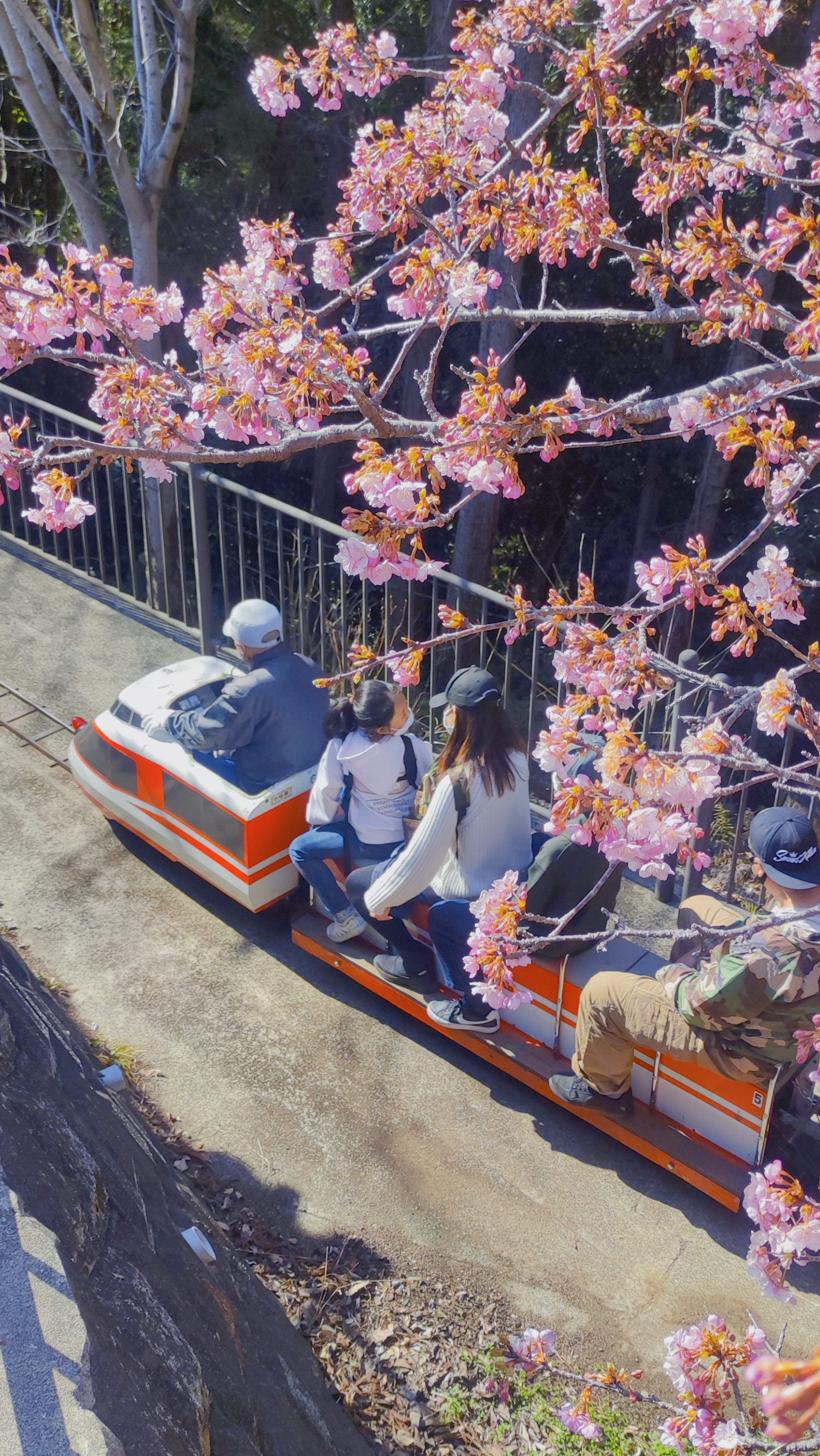 神奈川櫻花私房景點