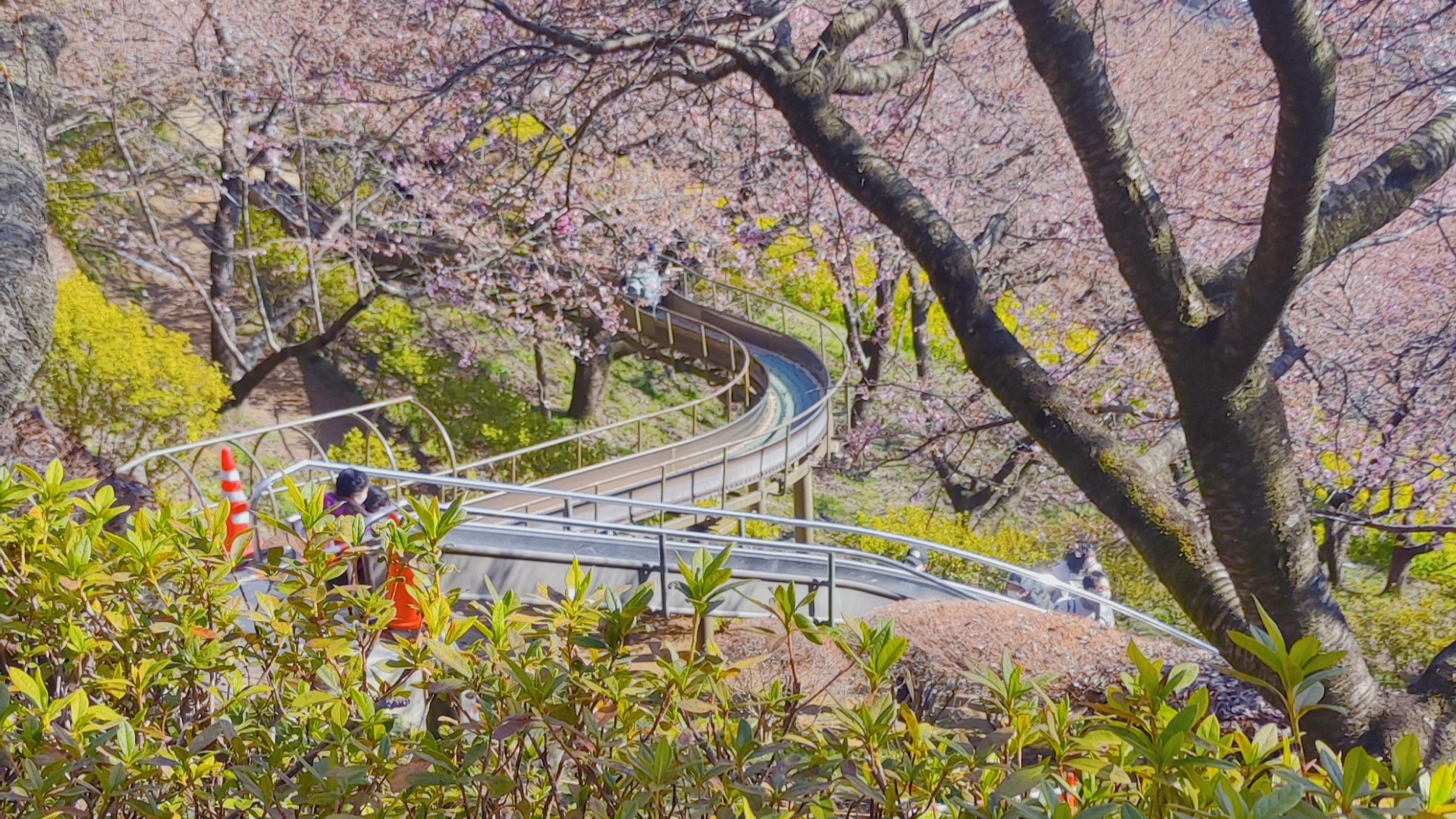 神奈川櫻花私房景點