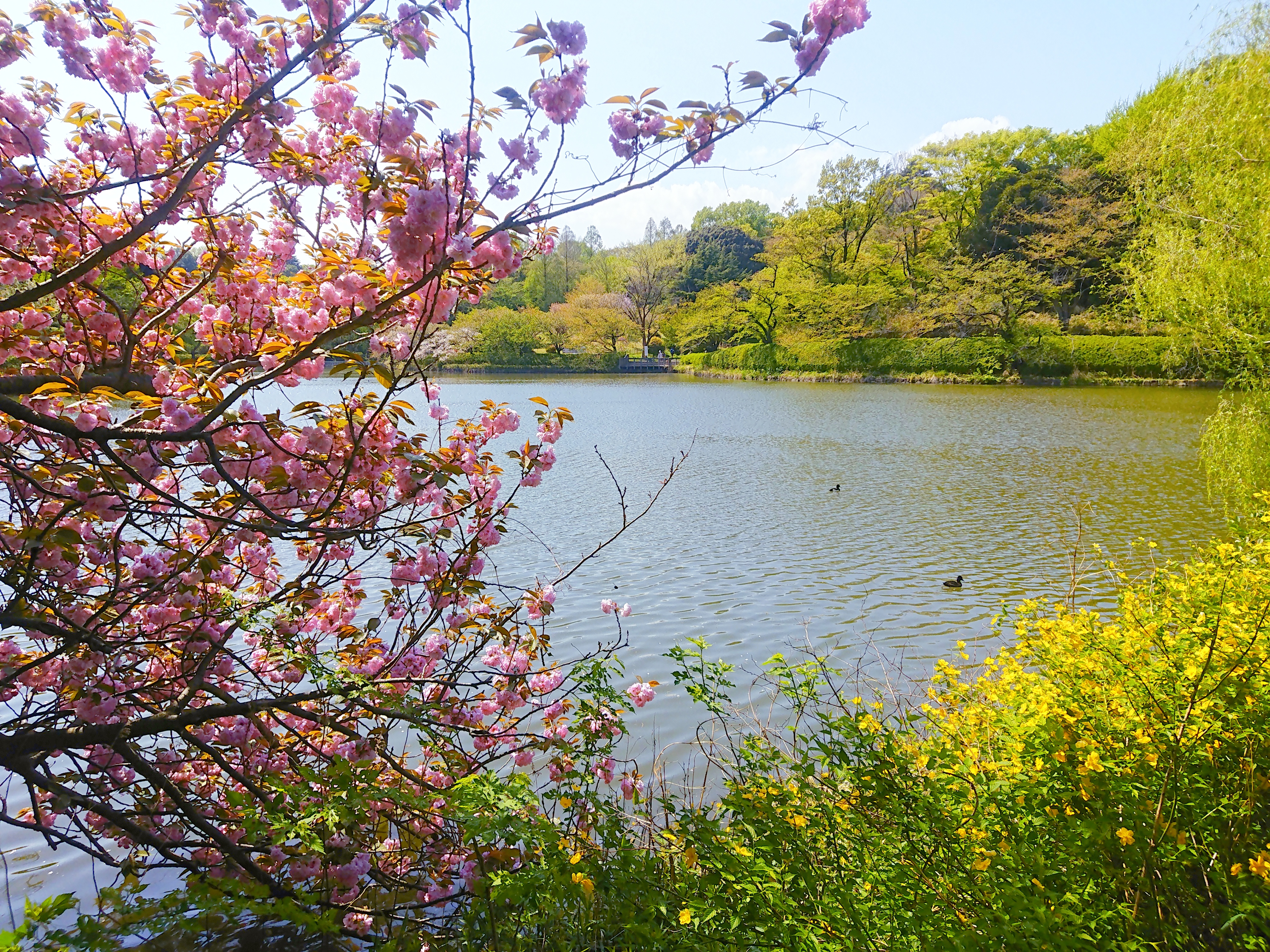 神奈川櫻花私房景點