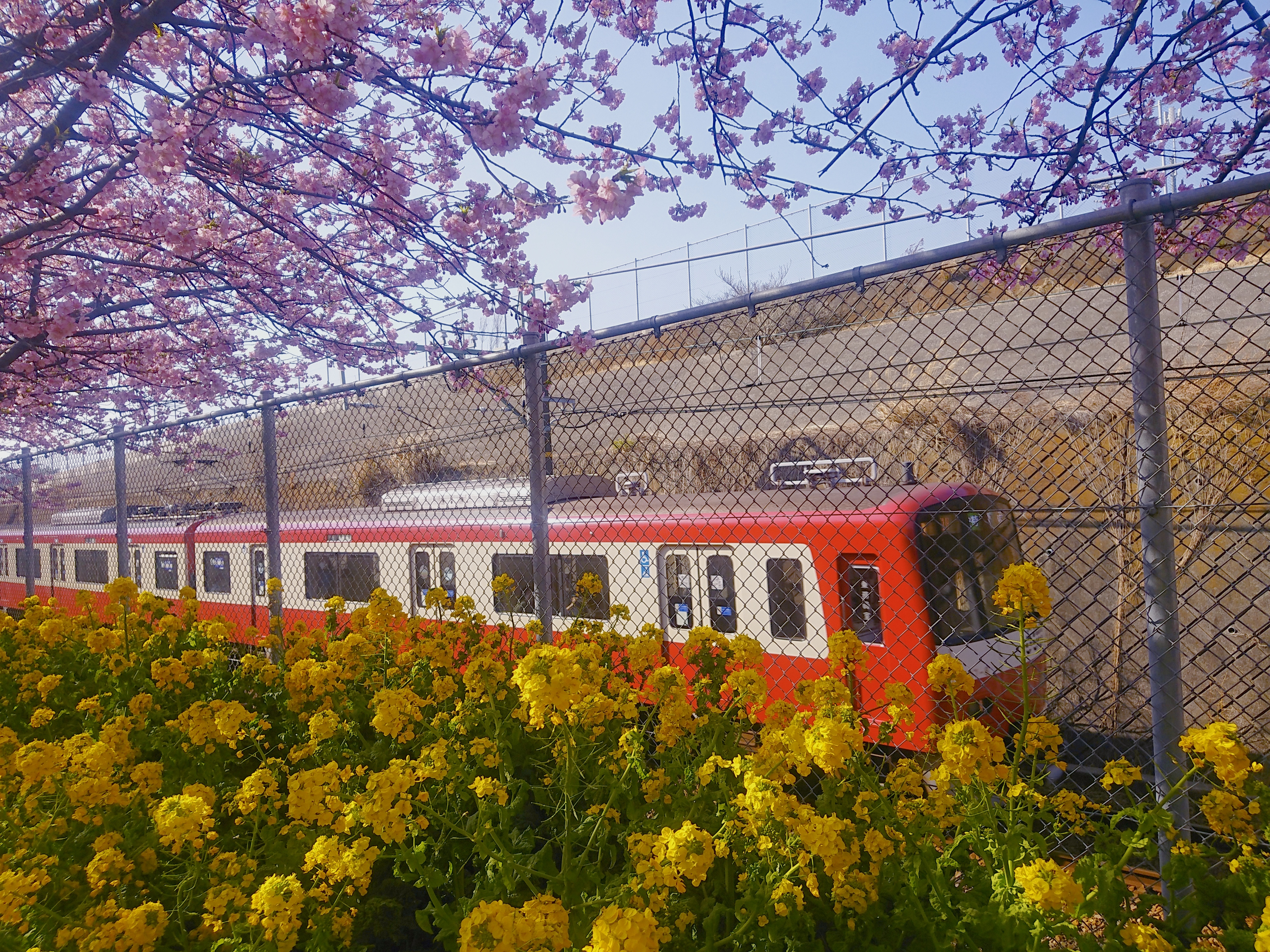 神奈川櫻花私房景點