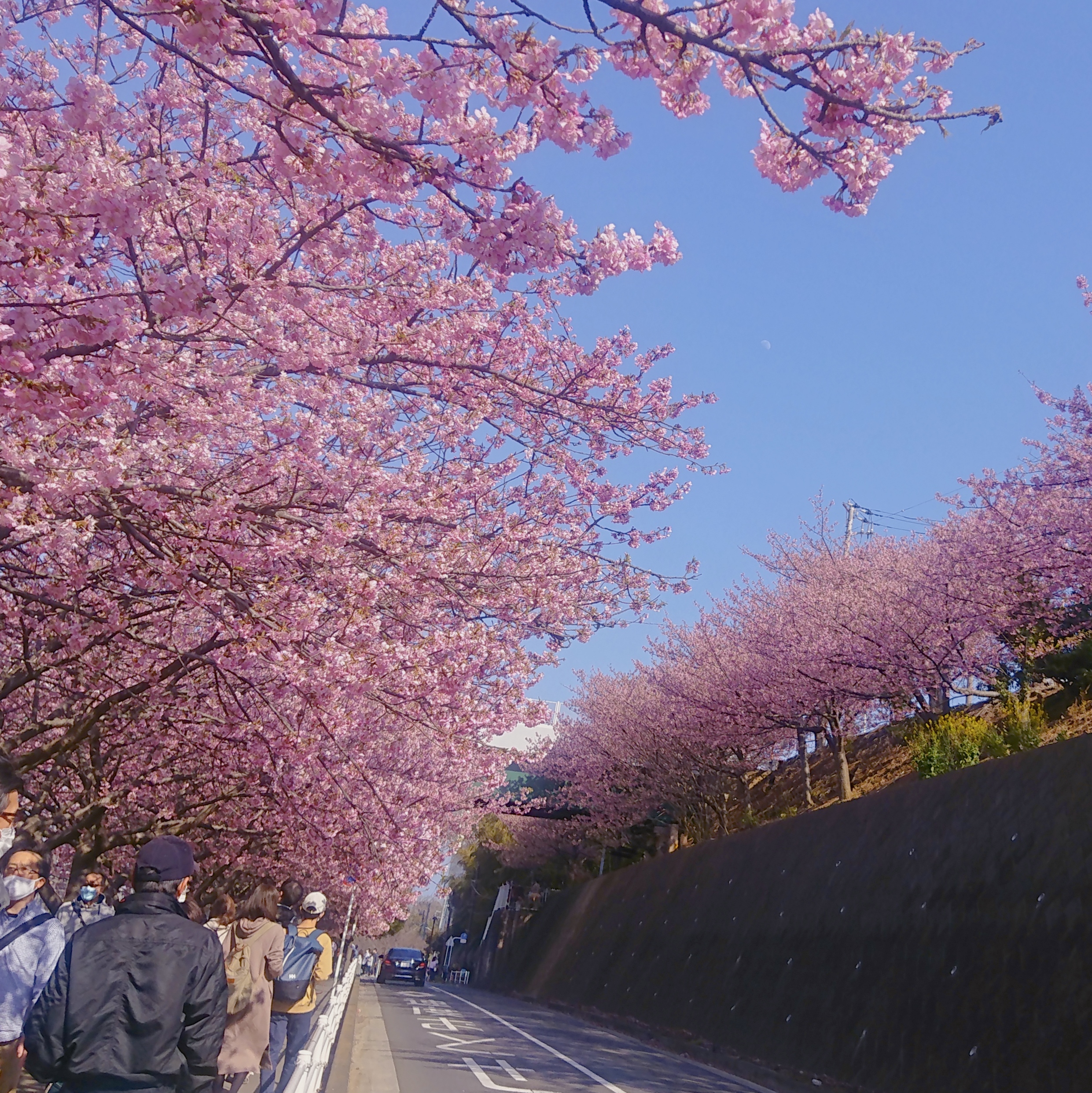 神奈川櫻花私房景點