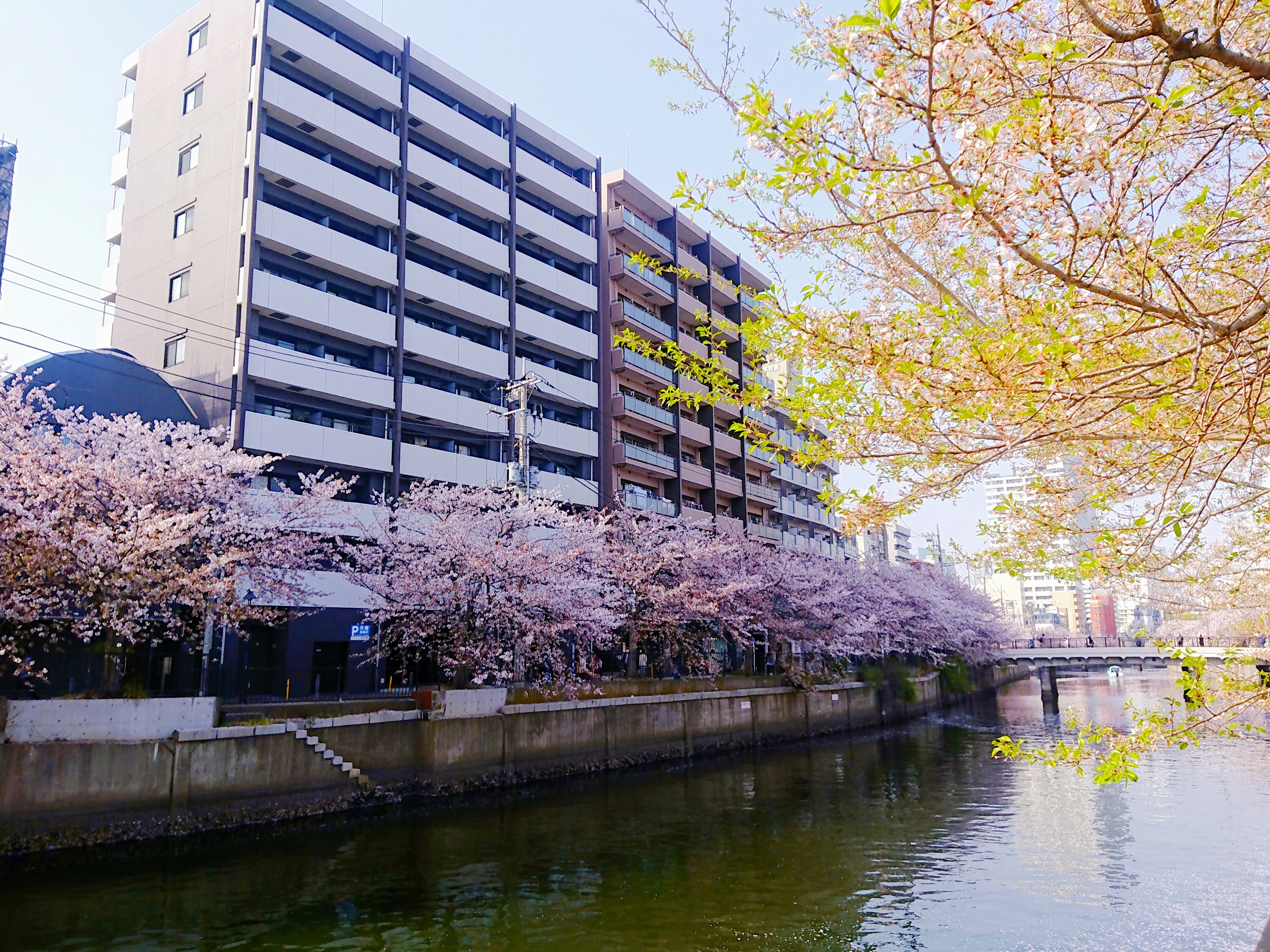 神奈川櫻花私房景點