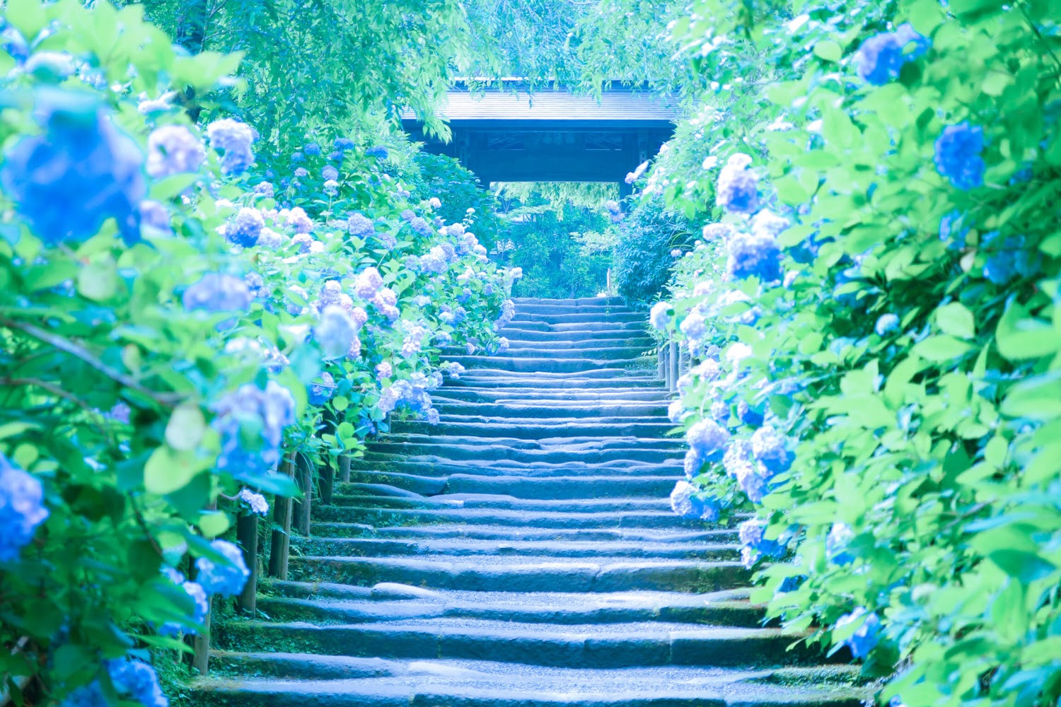 日本六月旅遊推薦 雨季必去六大自然景點 京都 鎌倉 箱根 尾瀨這樣玩才不飲恨 Japaholic