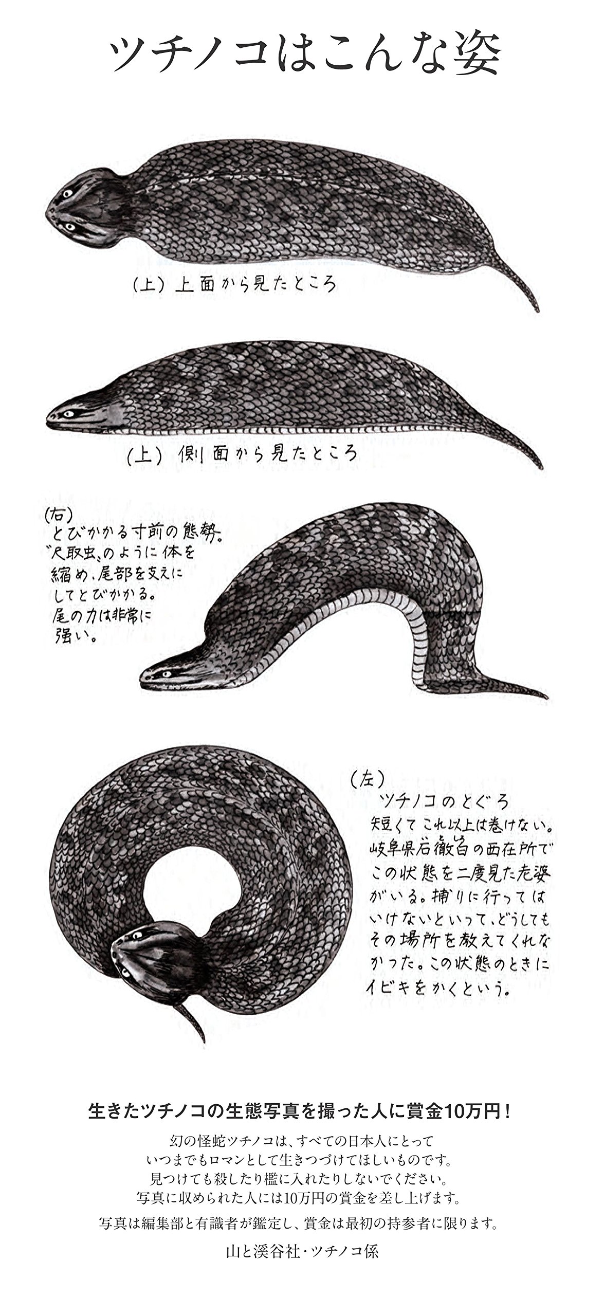 傳說級未確認生物野槌蛇