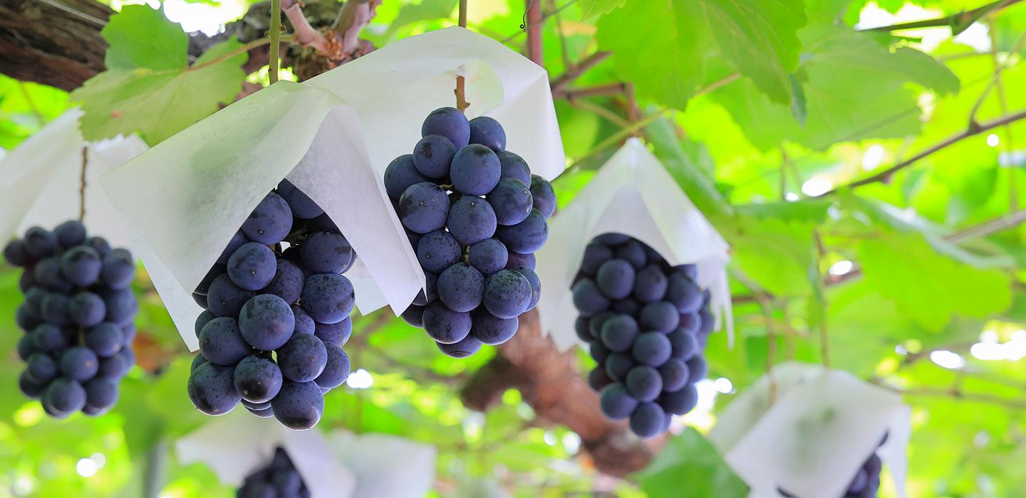 星巴克_JIMOTO_星冰樂_frappuccino_山梨_葡萄白巧克力奶霜星冰樂_葡萄