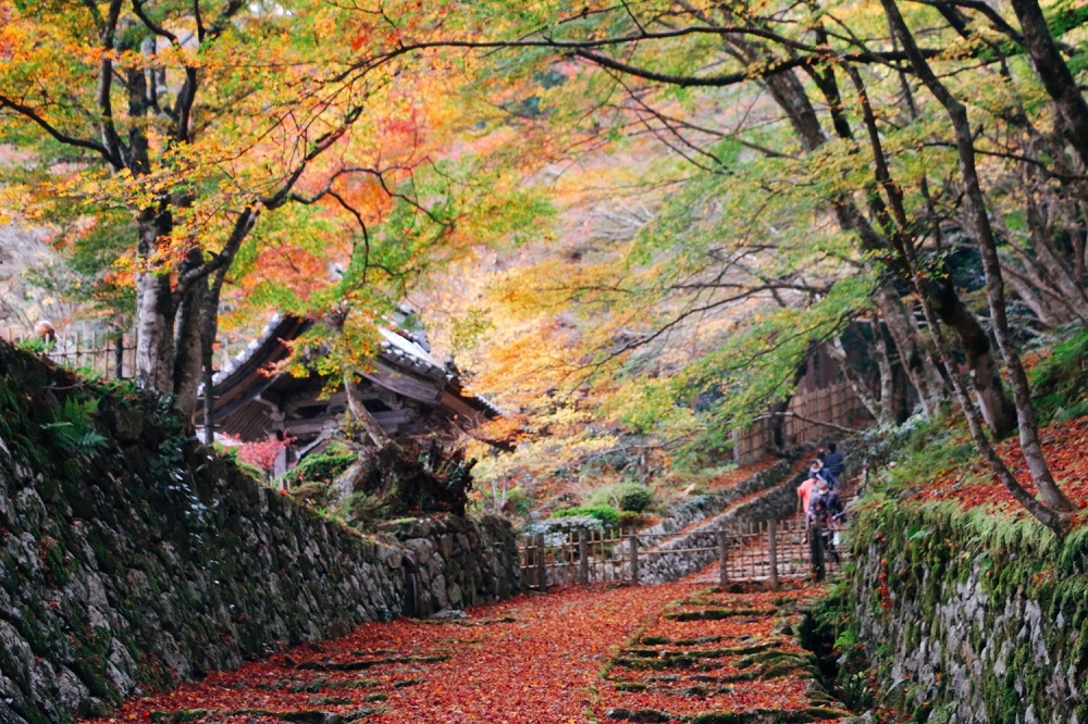 大自然派必見！滋賀縣必去──琵琶湖「湖東三山」 鬱鬱蔥蔥！四季來玩