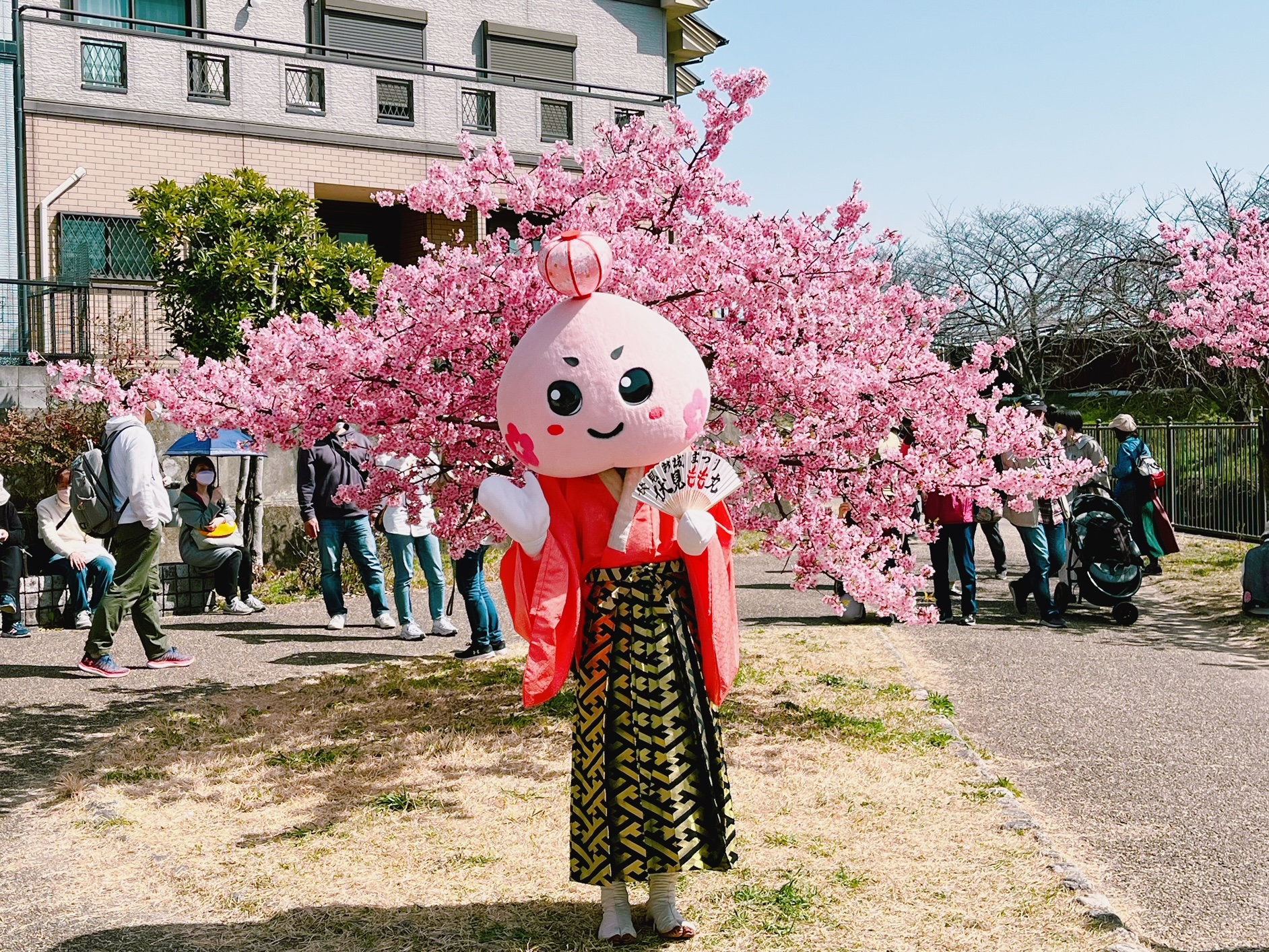 淀水路的河津櫻