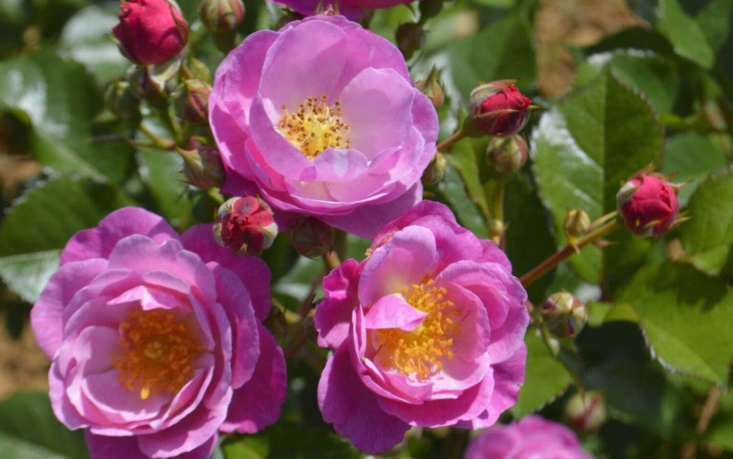 京成玫瑰園_京成バラ園_恋こがれ_渴望愛情_新品種
