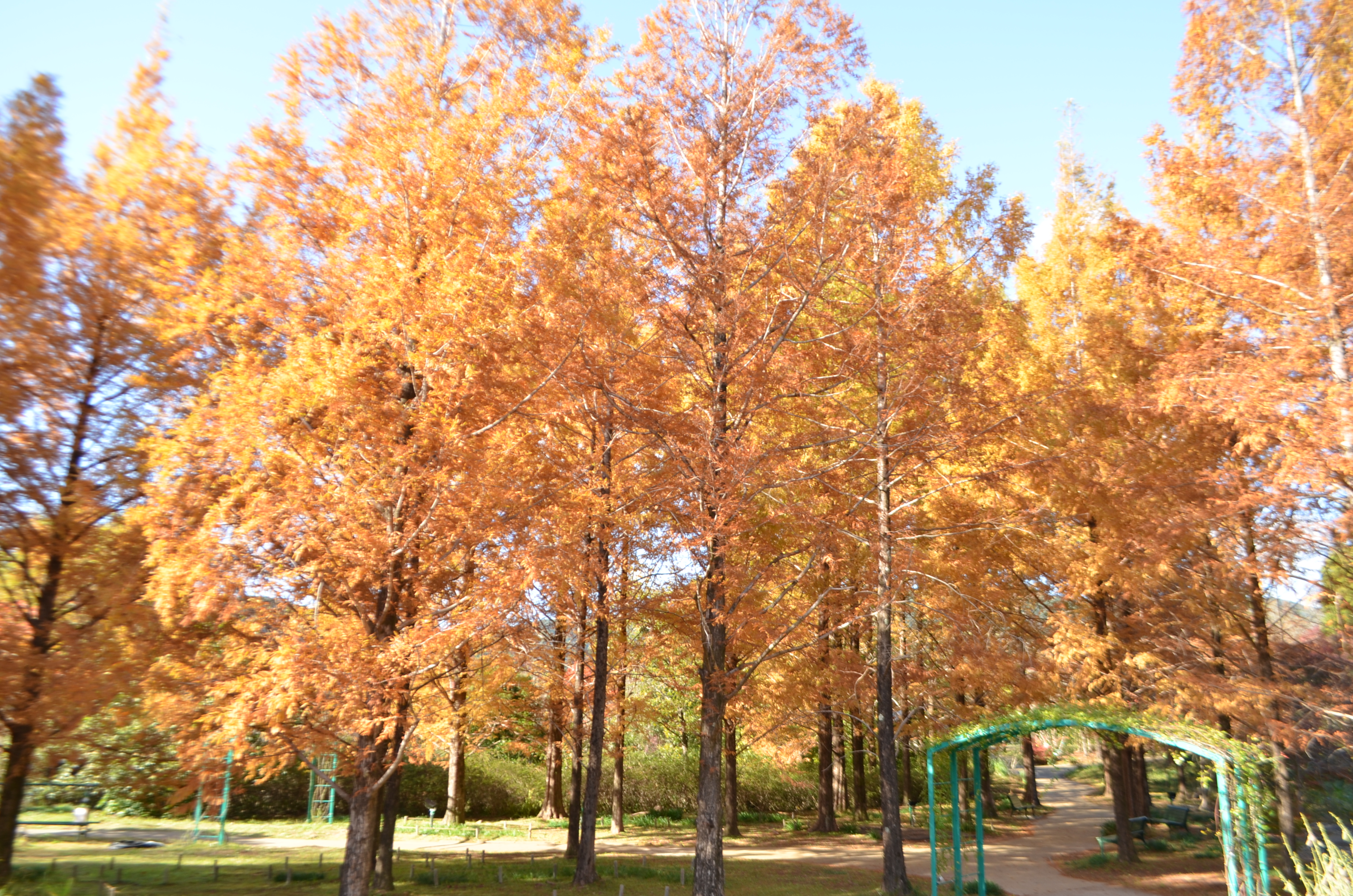 北川村莫內庭園馬摩丹