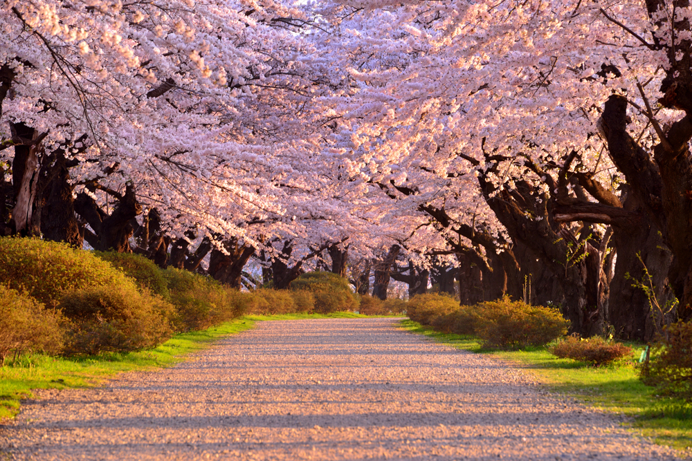 "Kitakami Resort" di Prefektur Iwate memiliki sebanyak 10.000 pohon sakura