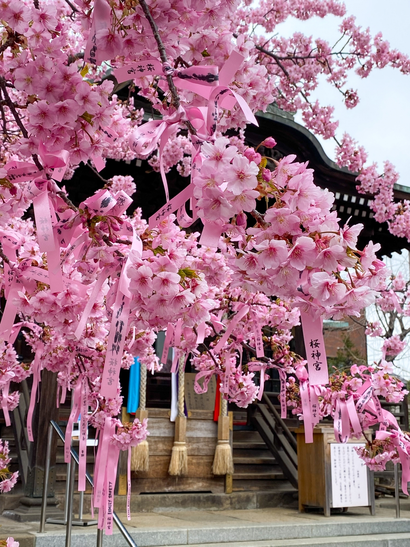 Bunga Sakura di Kuil Sakura Jingu